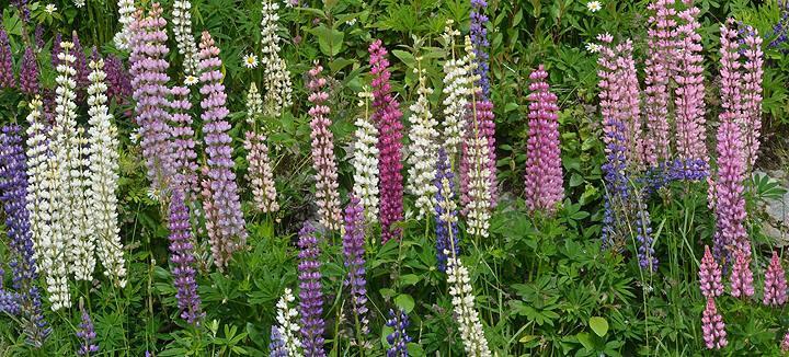 Blomstrende lupiner - Klikk for stort bilde